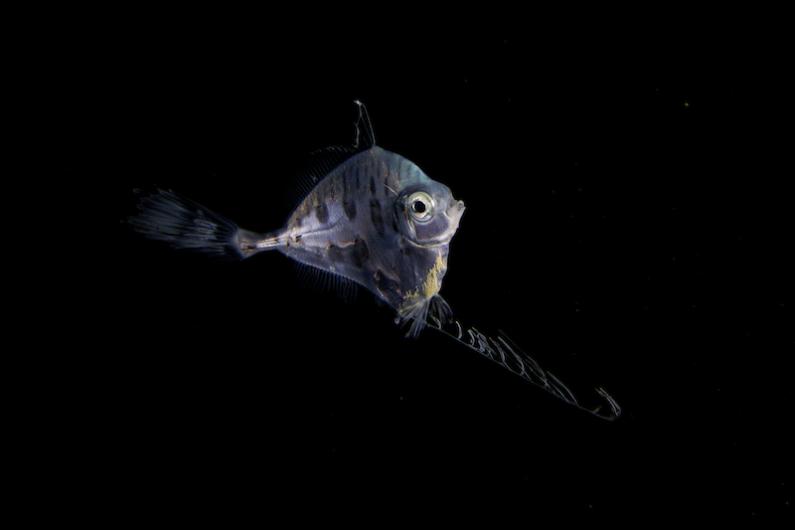 Tinselfish