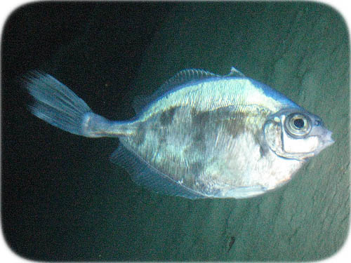 Pretty Tinselfish