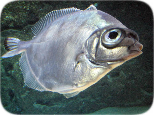 Pretty Tinselfish