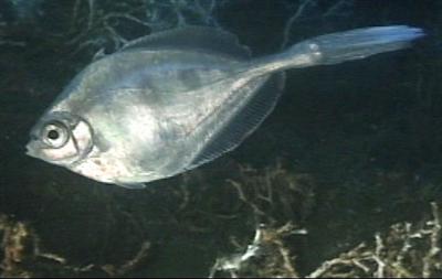 Pretty Tinselfish