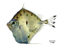 Pretty Tinselfish