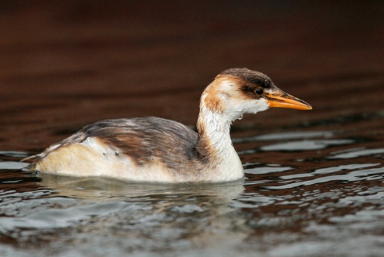 Pretty Titicaca flightless grebe