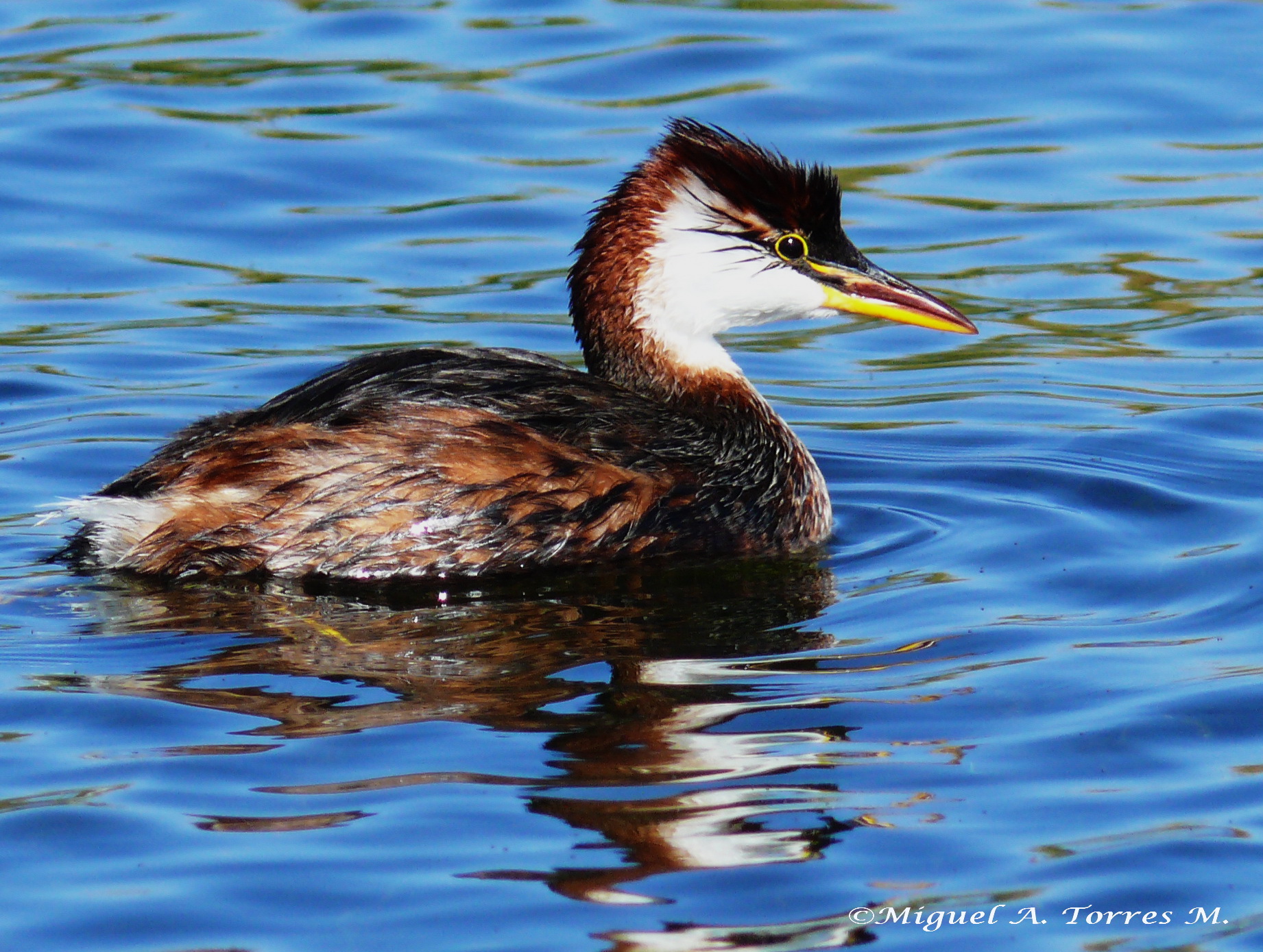 Pretty Titicaca flightless grebe