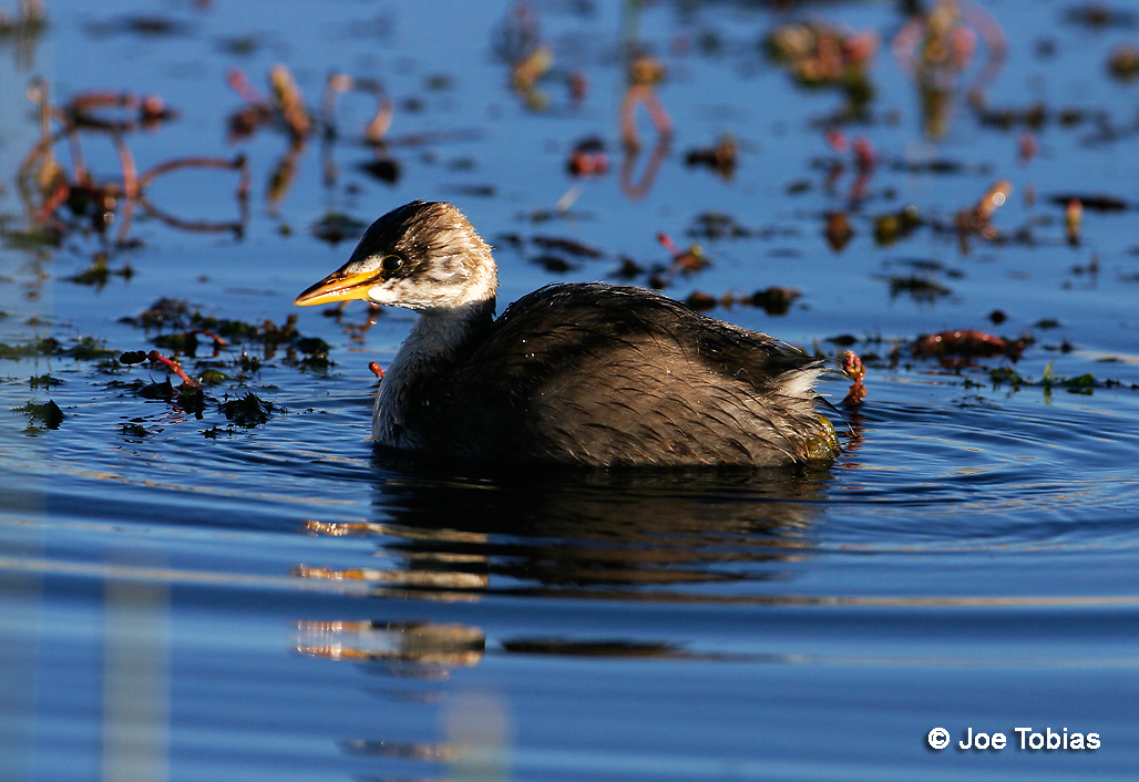 Pretty Titicaca flightless grebe