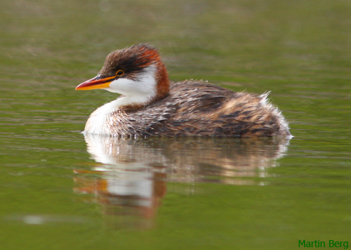 Pretty Titicaca flightless grebe