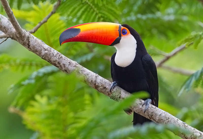 Toco toucan