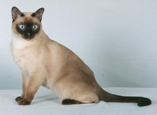 Nice Tonkinese - Cat Breed