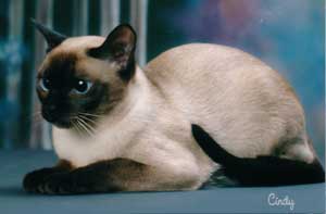 Cute Tonkinese - Cat Breed