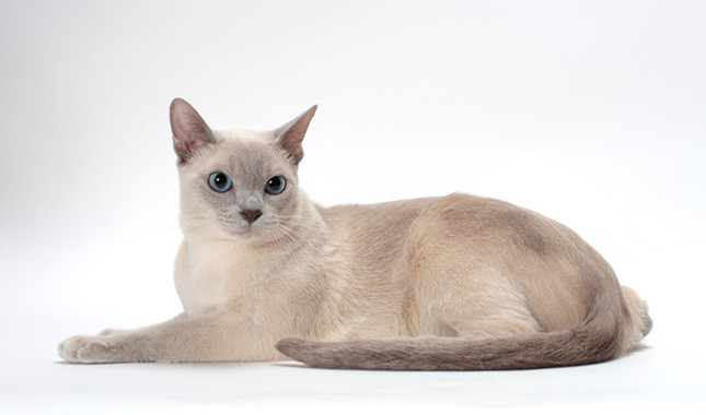 Photo Tonkinese - Cat Breed