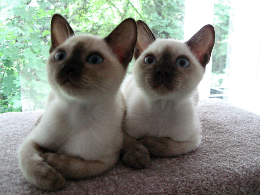 Tonkinese - Cat Breed photo 