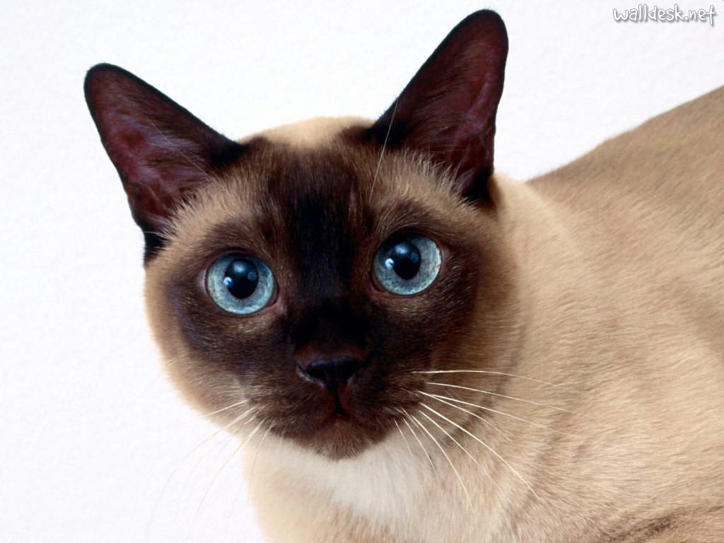 Tonkinese - Cat Breed wallpaper