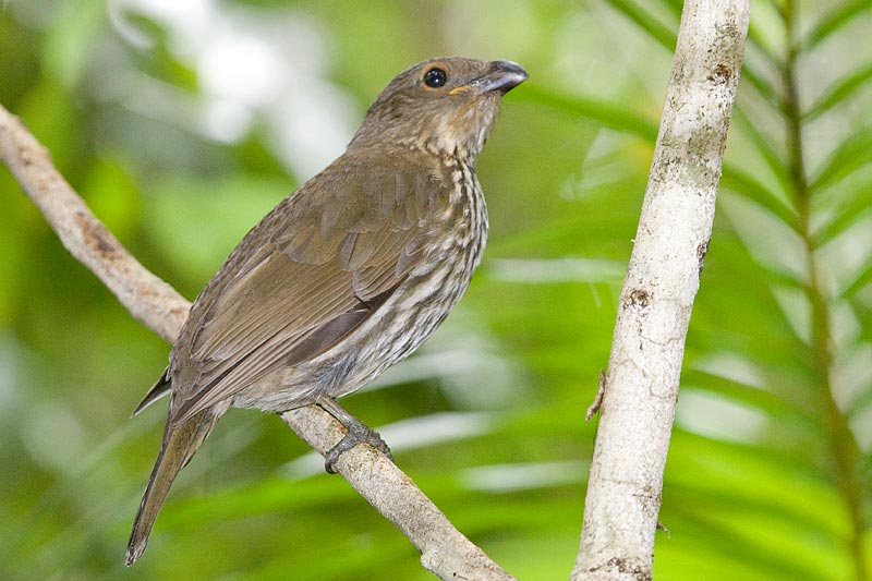 Pretty Tooth-billed bowerbird