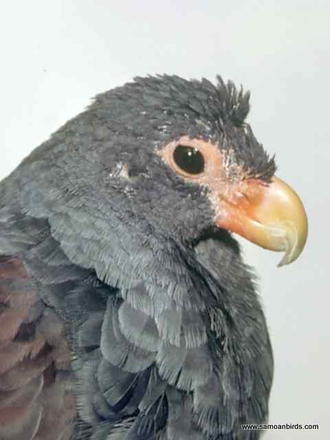 Pretty Tooth-billed pigeon