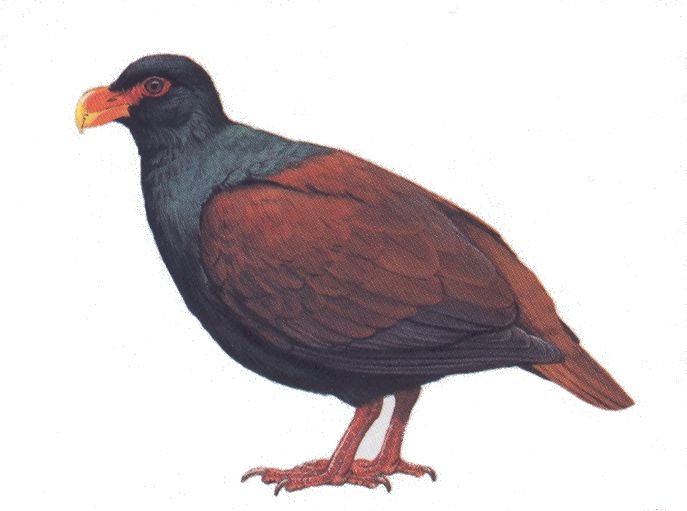 Pretty Tooth-billed pigeon