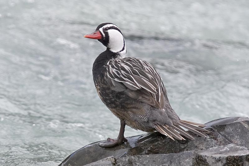 Torrent duck