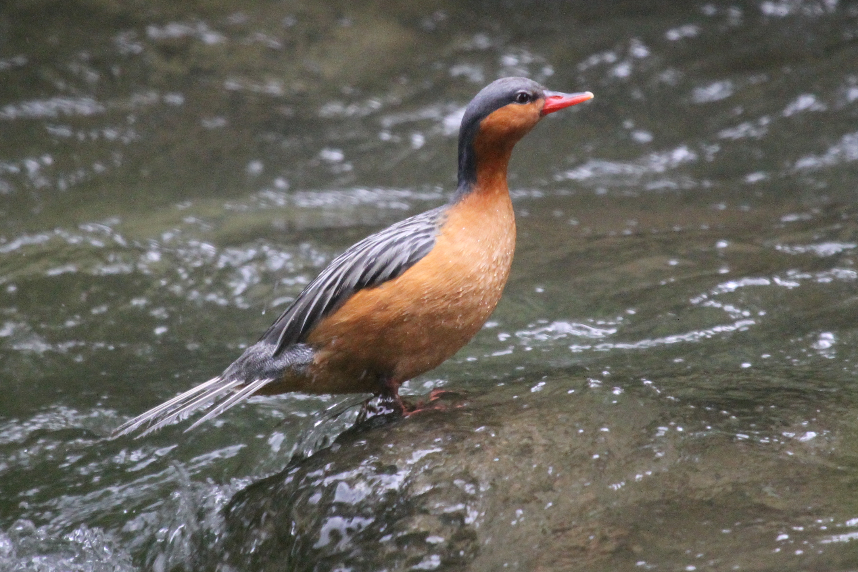 Pretty Torrent duck