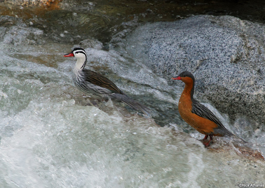 Pretty Torrent duck