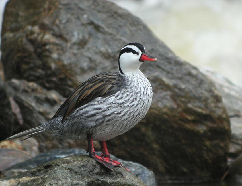 Pretty Torrent duck