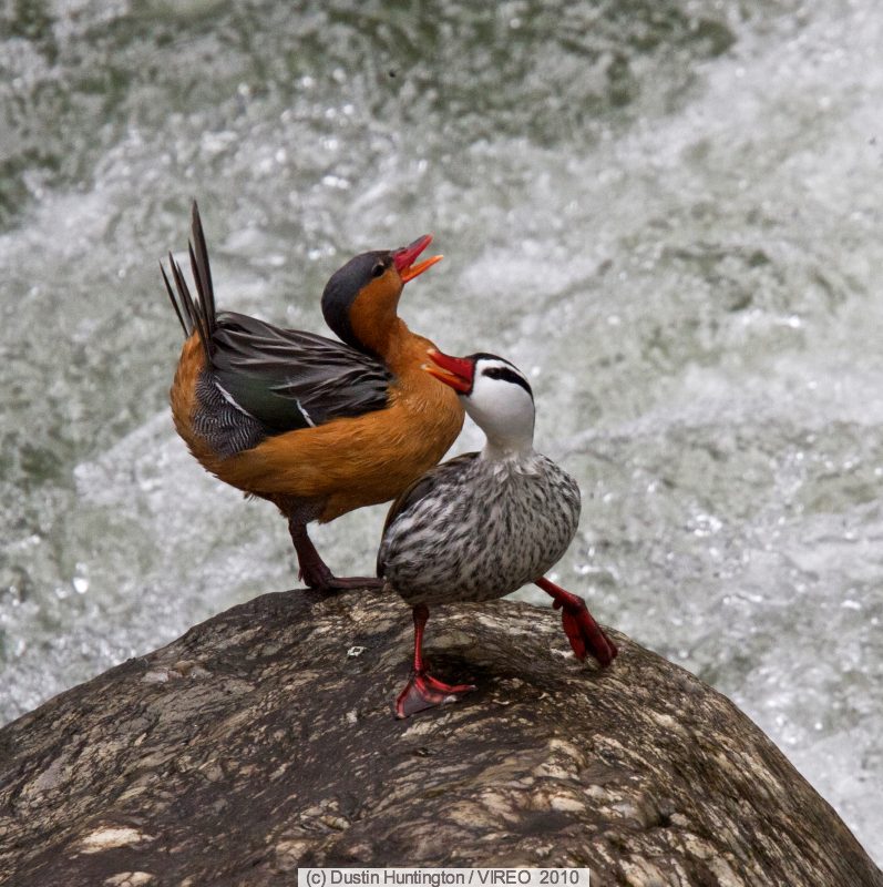 Pretty Torrent duck