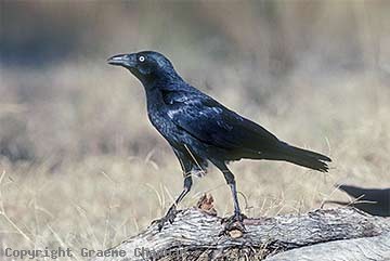 Torresian crow