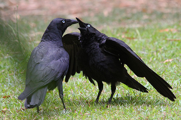 Pretty Torresian crow