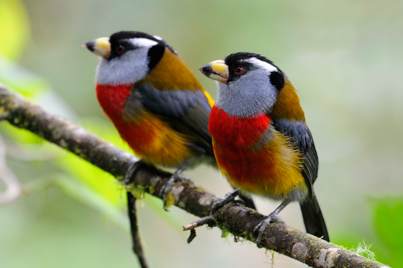 Toucan barbet