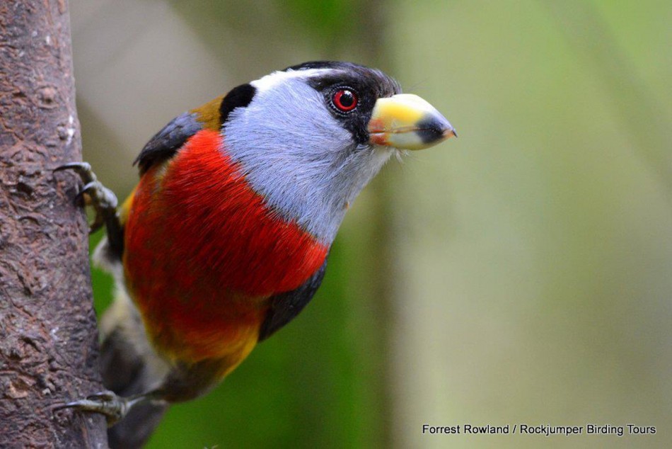 Pretty Toucan barbet