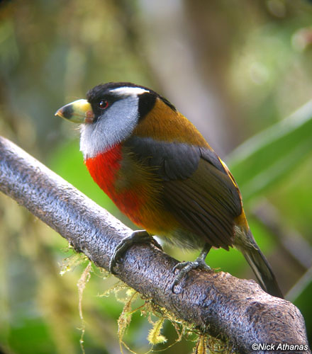 Pretty Toucan barbet