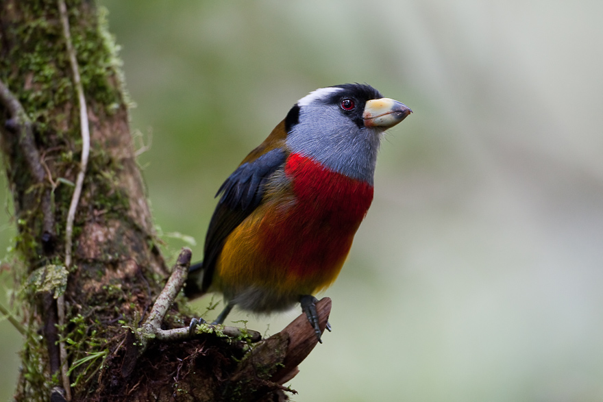Pretty Toucan barbet