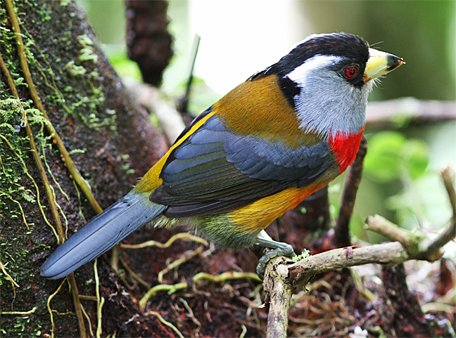 Pretty Toucan barbet