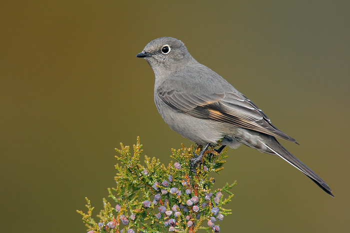 Pretty Townsend’s solitaire