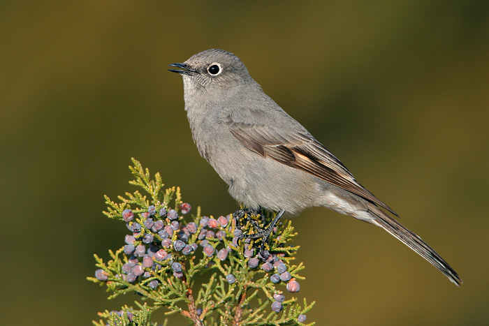 Pretty Townsend’s solitaire
