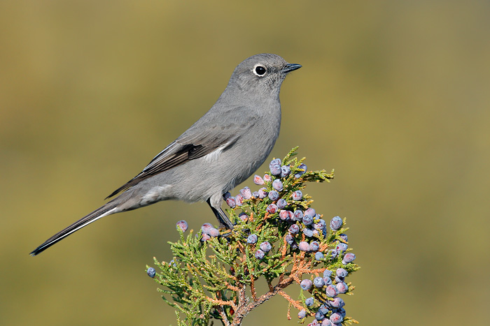 Pretty Townsend’s solitaire