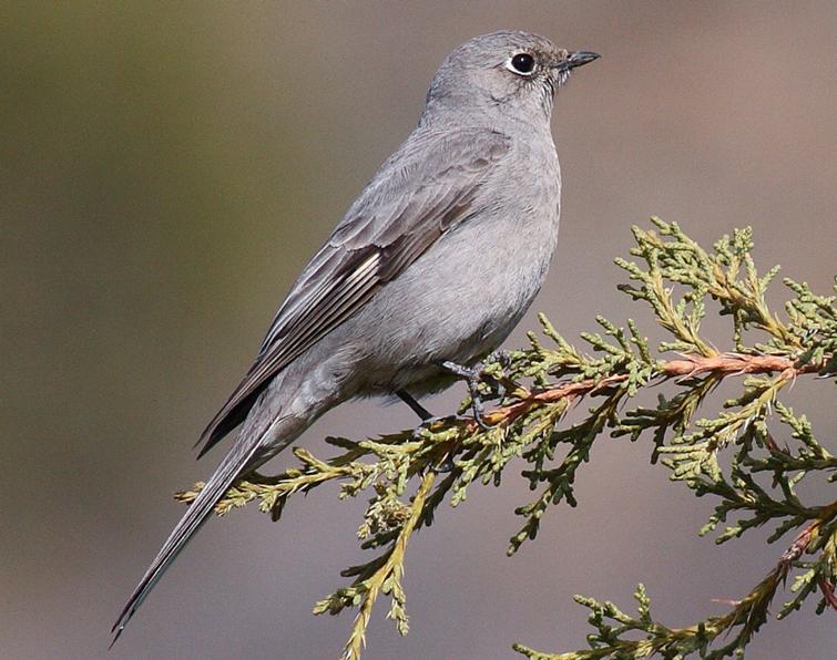 Pretty Townsend’s solitaire