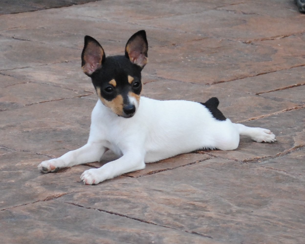 Pretty Toy Fox Terrier - Dog Breed