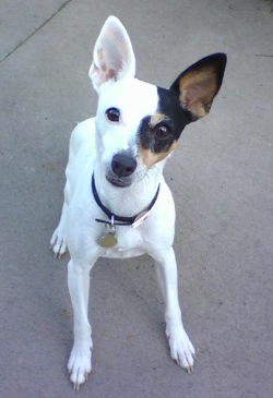 Toy Fox Terrier - Dog Breed photo 
