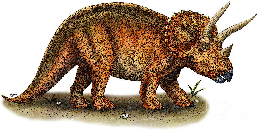 Pretty Triceratops