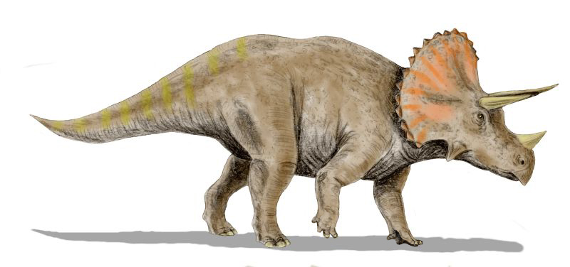 Triceratops photo 