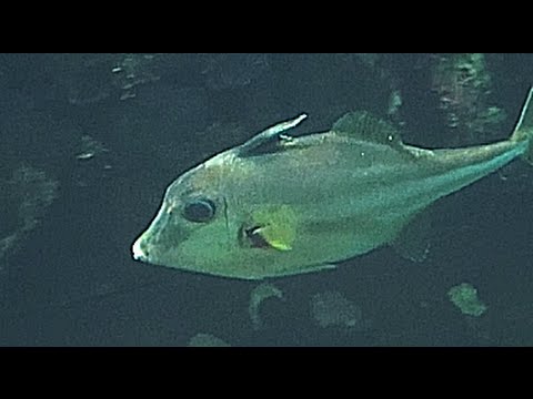 Triplespine fish