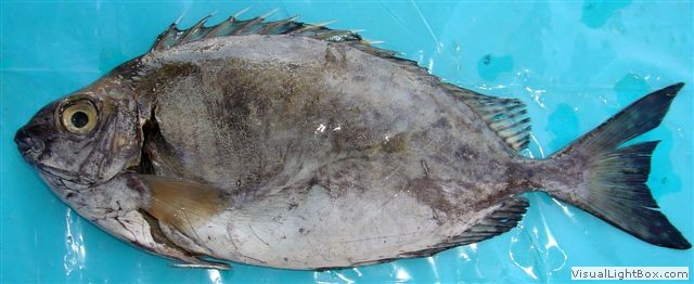 Pretty Triplespine fish