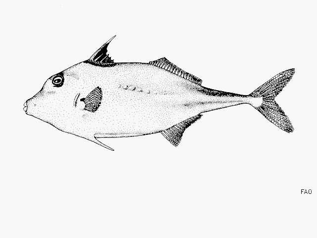 Pretty Triplespine fish