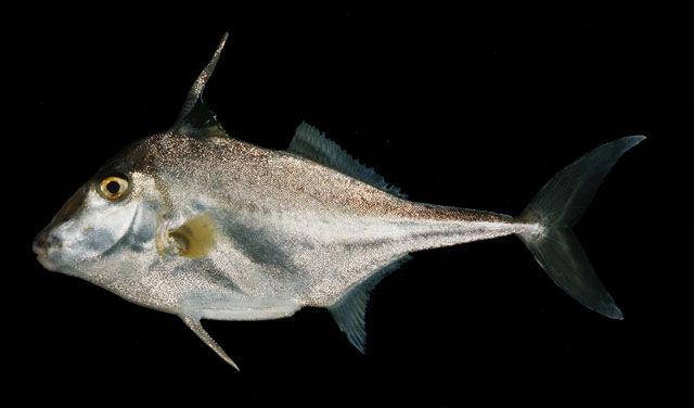 Pretty Triplespine fish