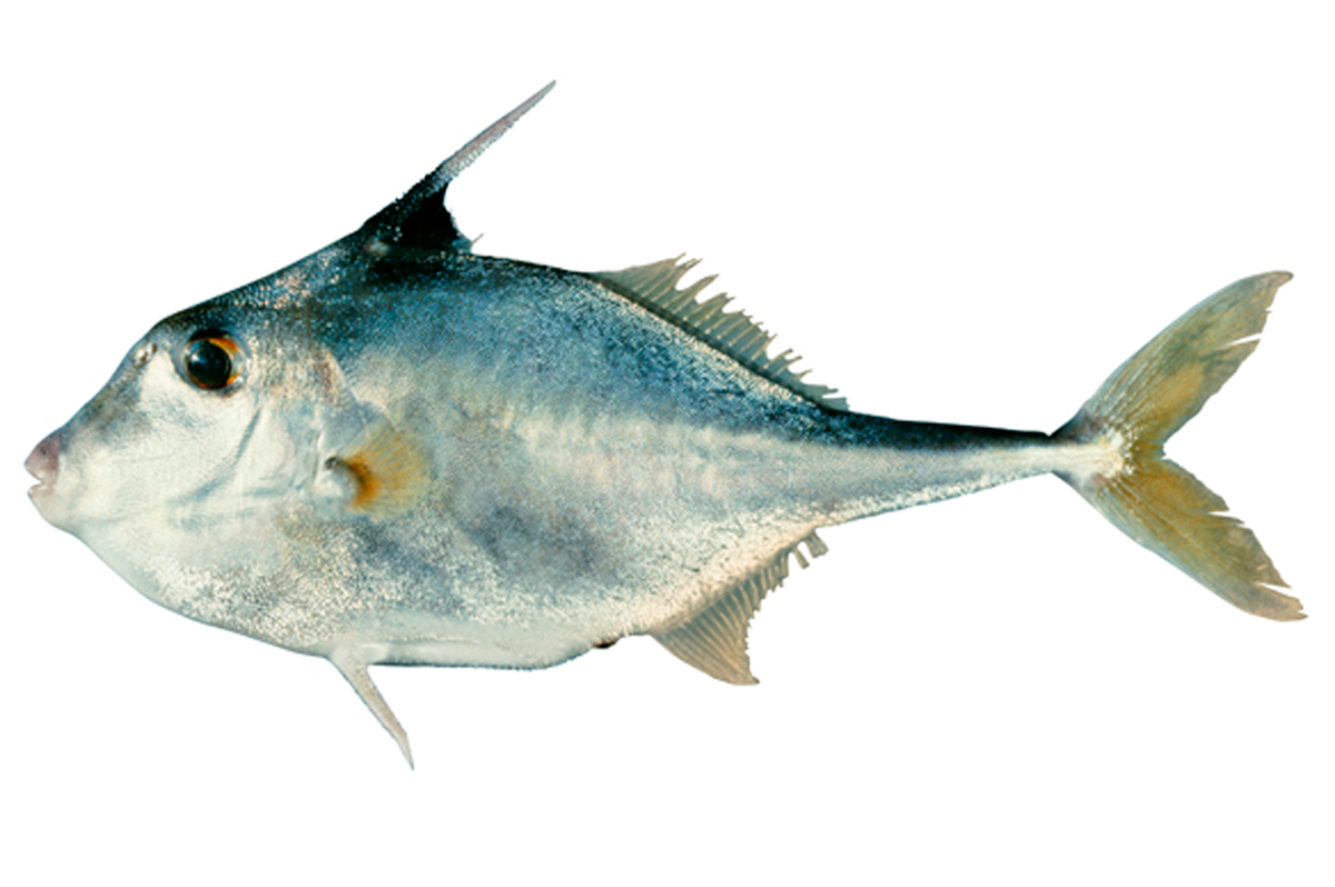 Pretty Triplespine fish