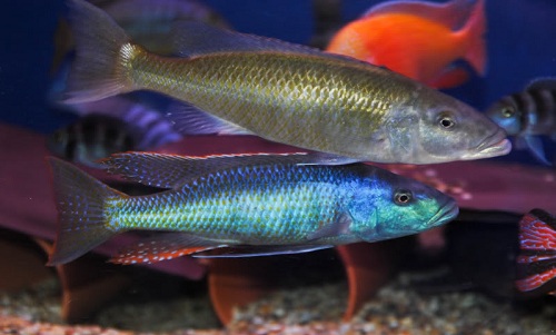 Trout cichlid