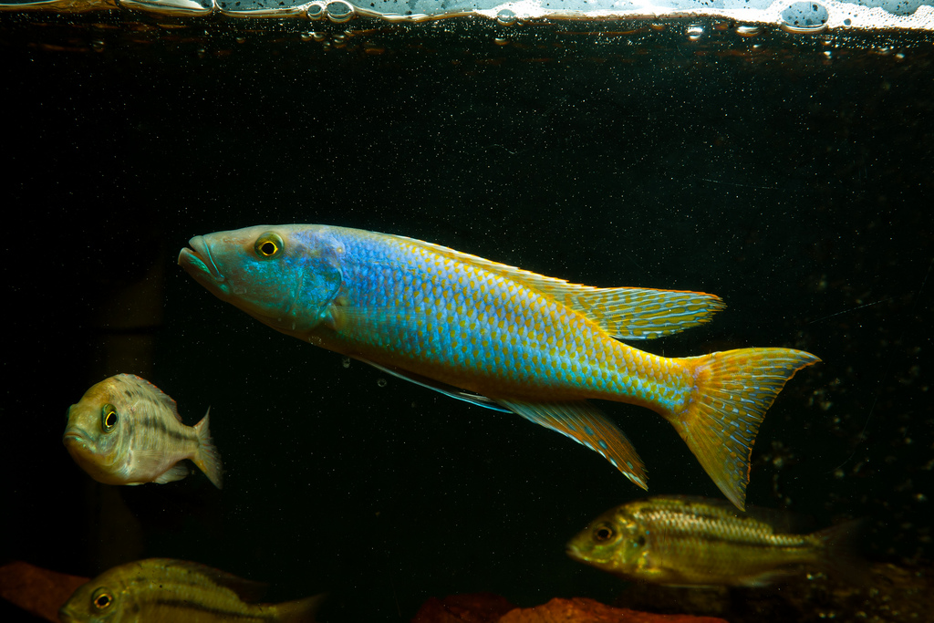Pretty Trout cichlid