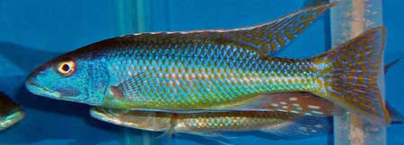 Pretty Trout cichlid