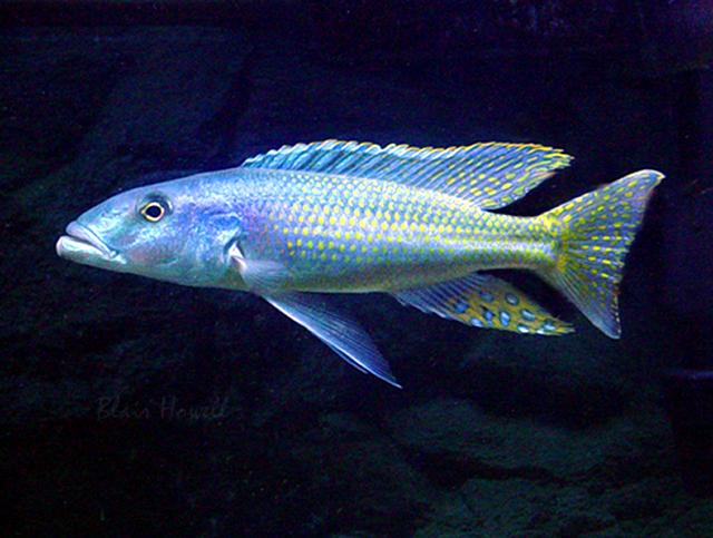 Pretty Trout cichlid