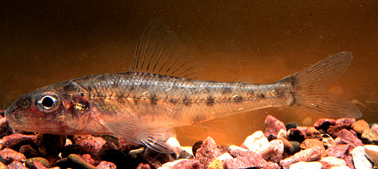 Troutperch