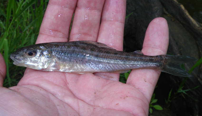 Pretty Troutperch