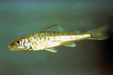 Pretty Troutperch